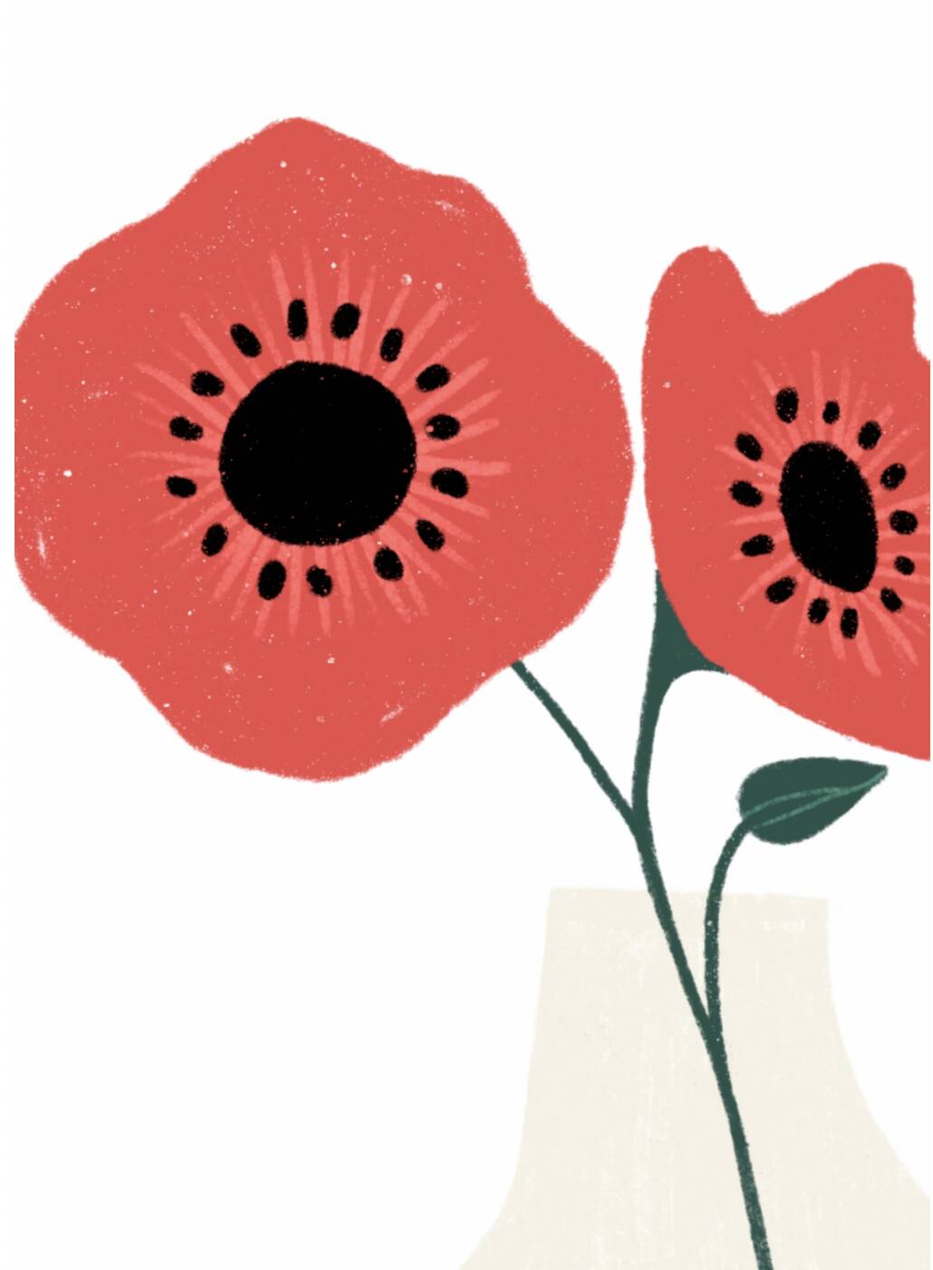 The poppy - a4 illustration