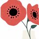 The poppy - a4 illustration