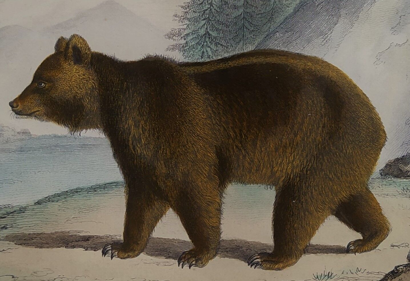 Original zoological plate " brown bear " - buffon 1840
