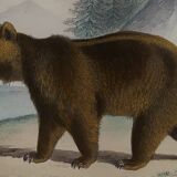 Original zoological plate " brown bear " - buffon 1840