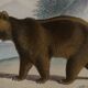 Planche zoologique originale " ours brun " - buffon 1840