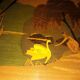 Wood marquetry tray
