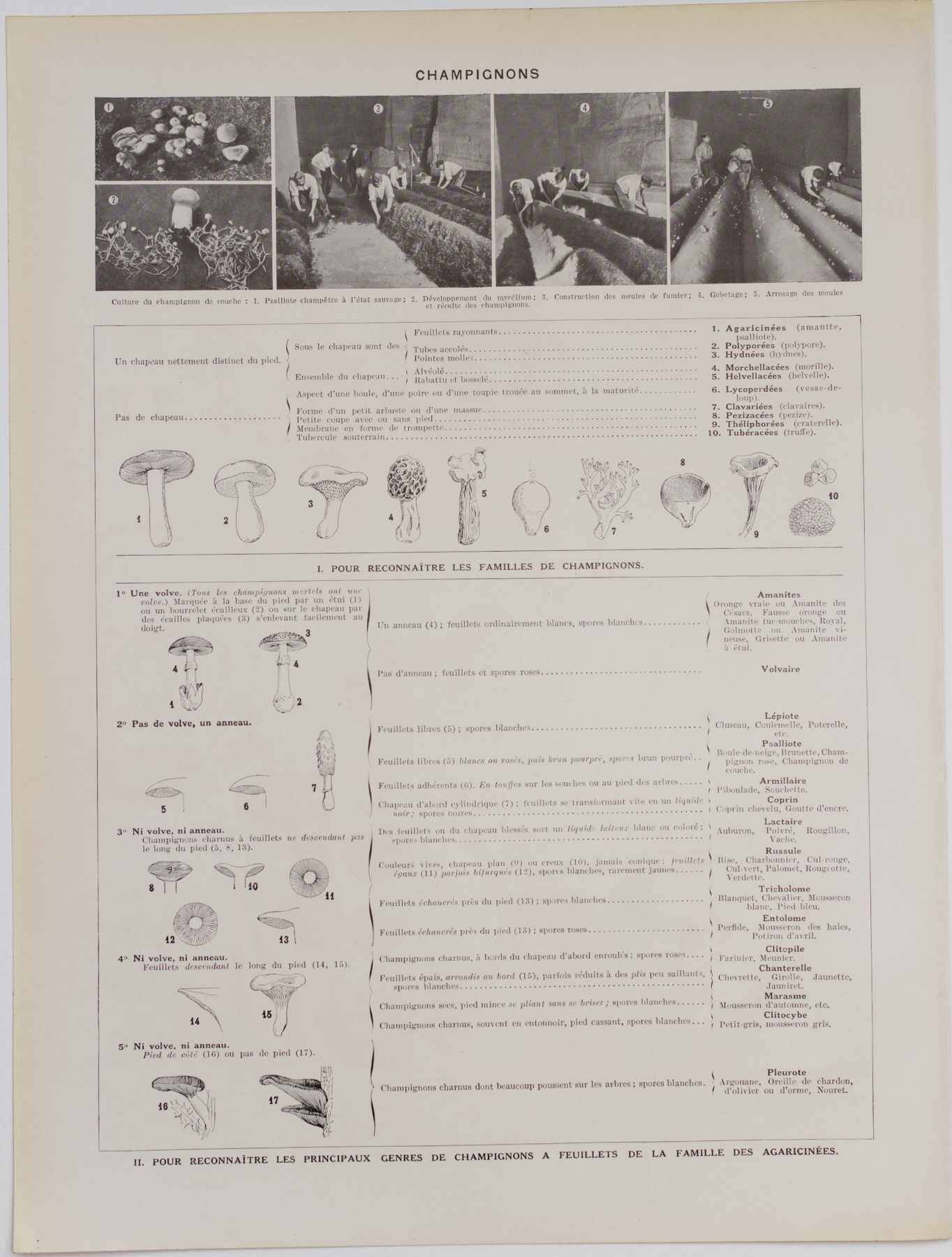 Original botanical plate "Mushrooms II" from 1929