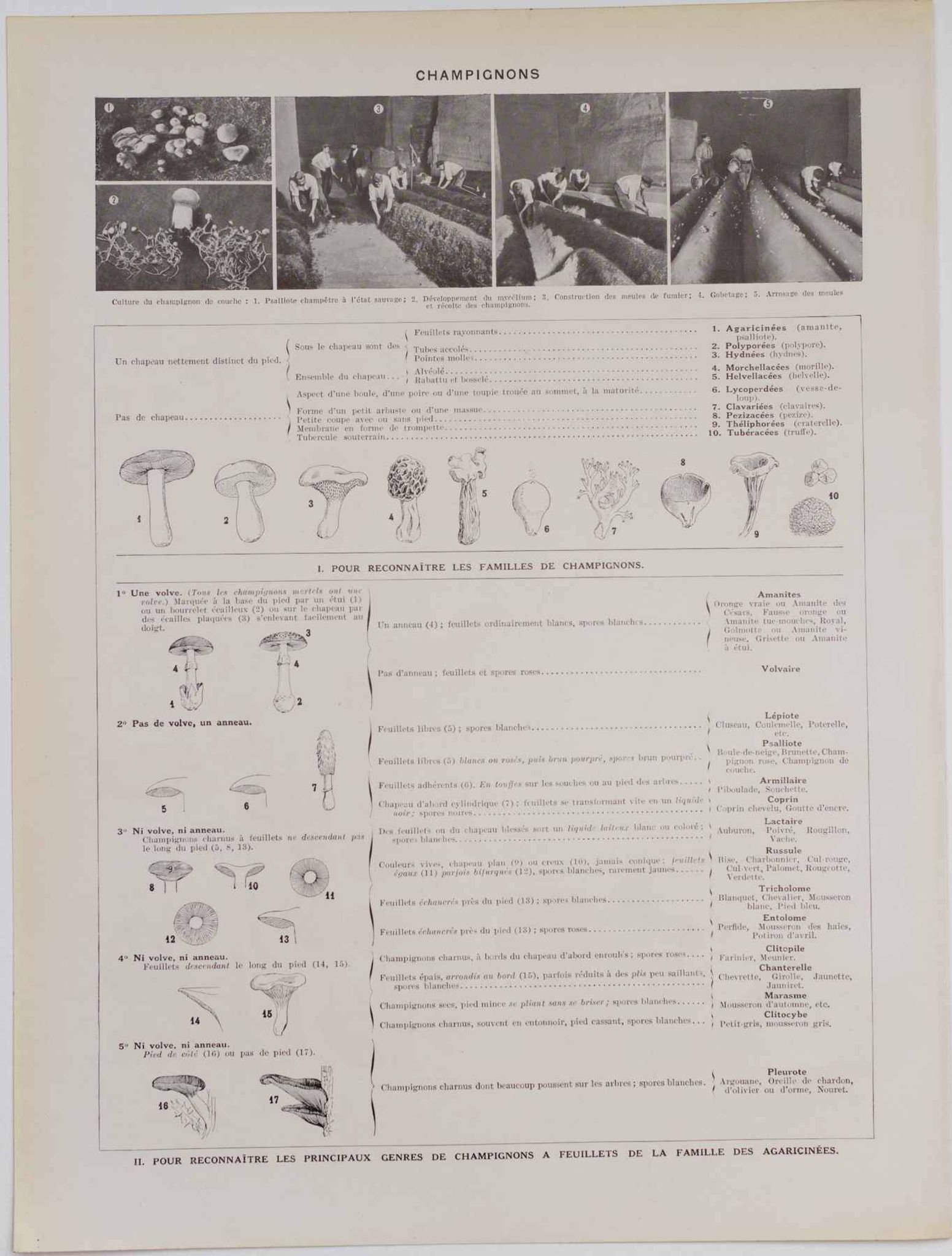 Planche botanique originale "Champignons II" de 1929