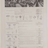 Original botanical plate "Mushrooms II" from 1929