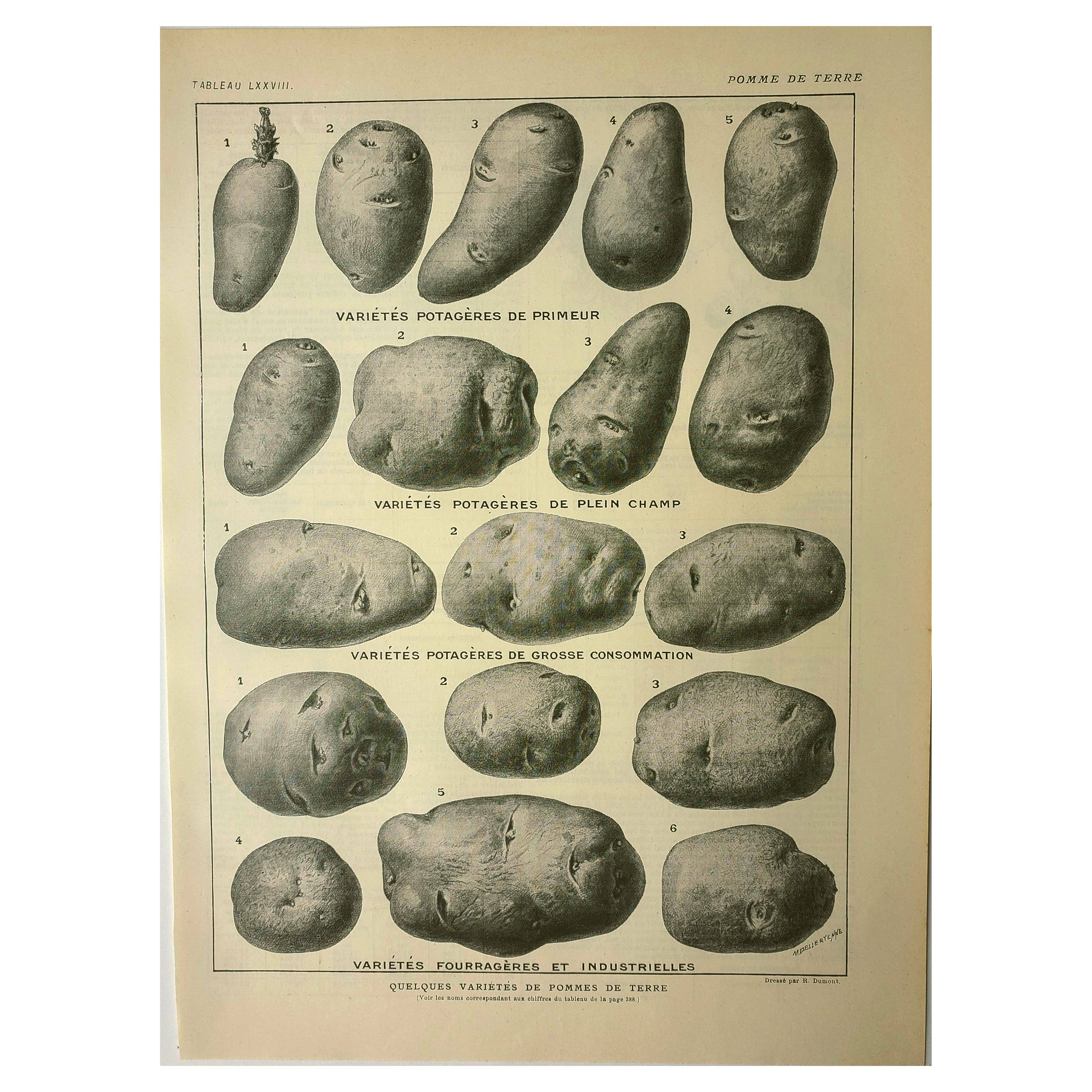 Old engraving 1921 - Potato 1 by Dessertenne - vegetable plate.