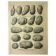 Old engraving 1921 - Potato 1 by Dessertenne - vegetable plate.