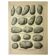 Gravure ancienne 1921 - Pomme de terre 1 par Dessertenne.- planche légumes