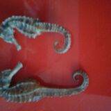 Set of 2 seahorses stuffed