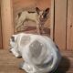 Ceramic English Bulldog