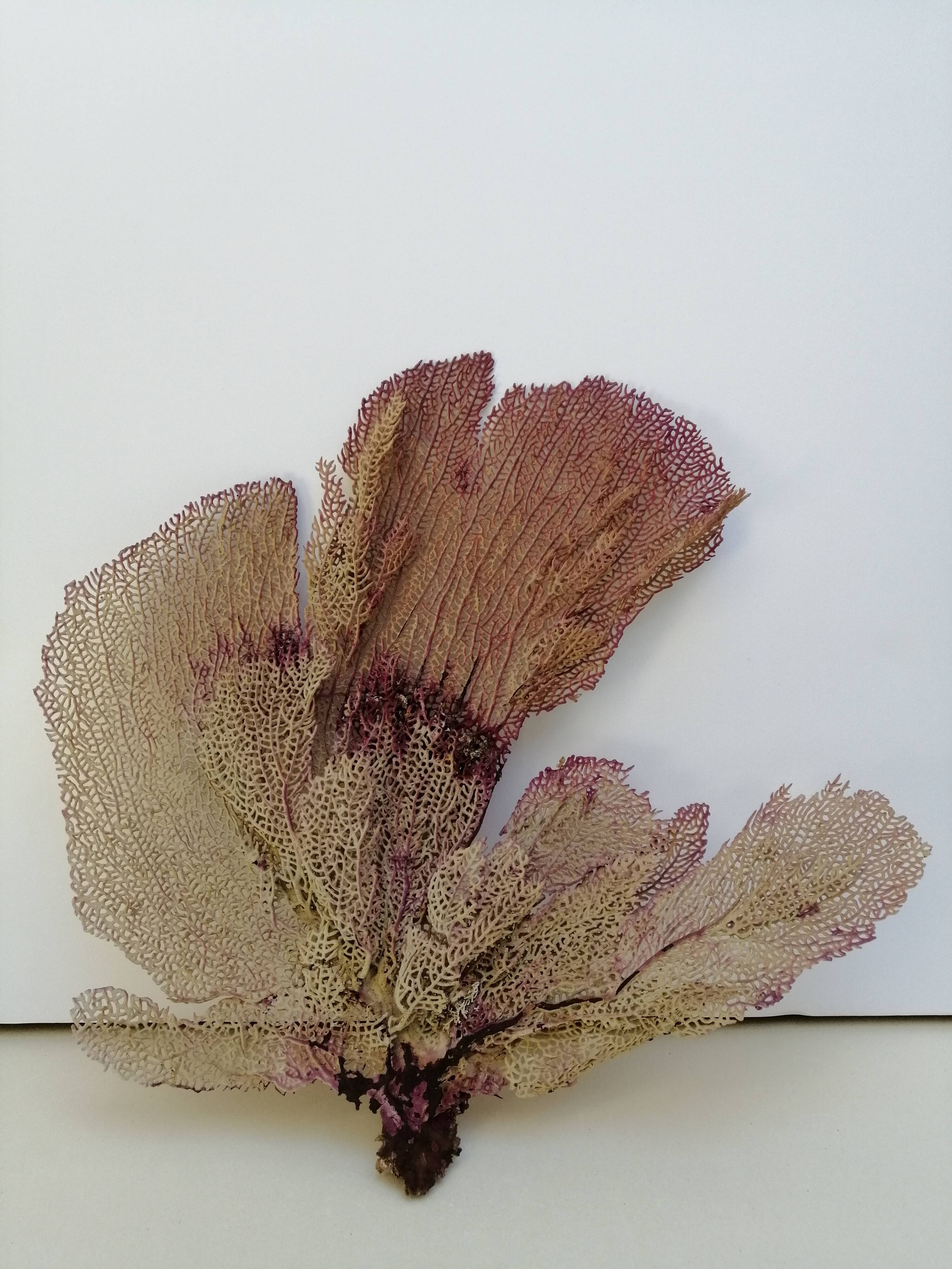 Ancient gorgon coral