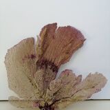 Ancient gorgon coral