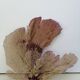 Corail gorgone ancien