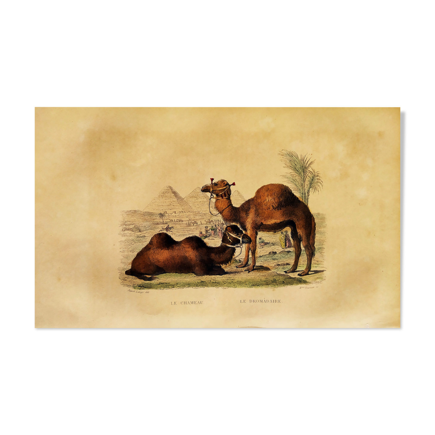 Original zoological plank "Chameau - Dromadaire" Buffon 1838