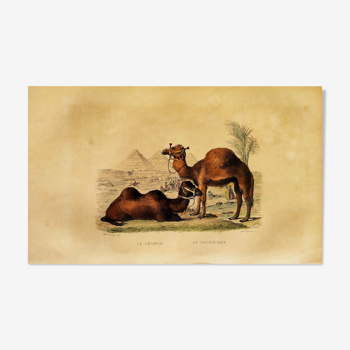 Planche zoologique originale "Chameau & Dromadaire" Buffon 1838