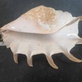 Very large exotic collector's shell