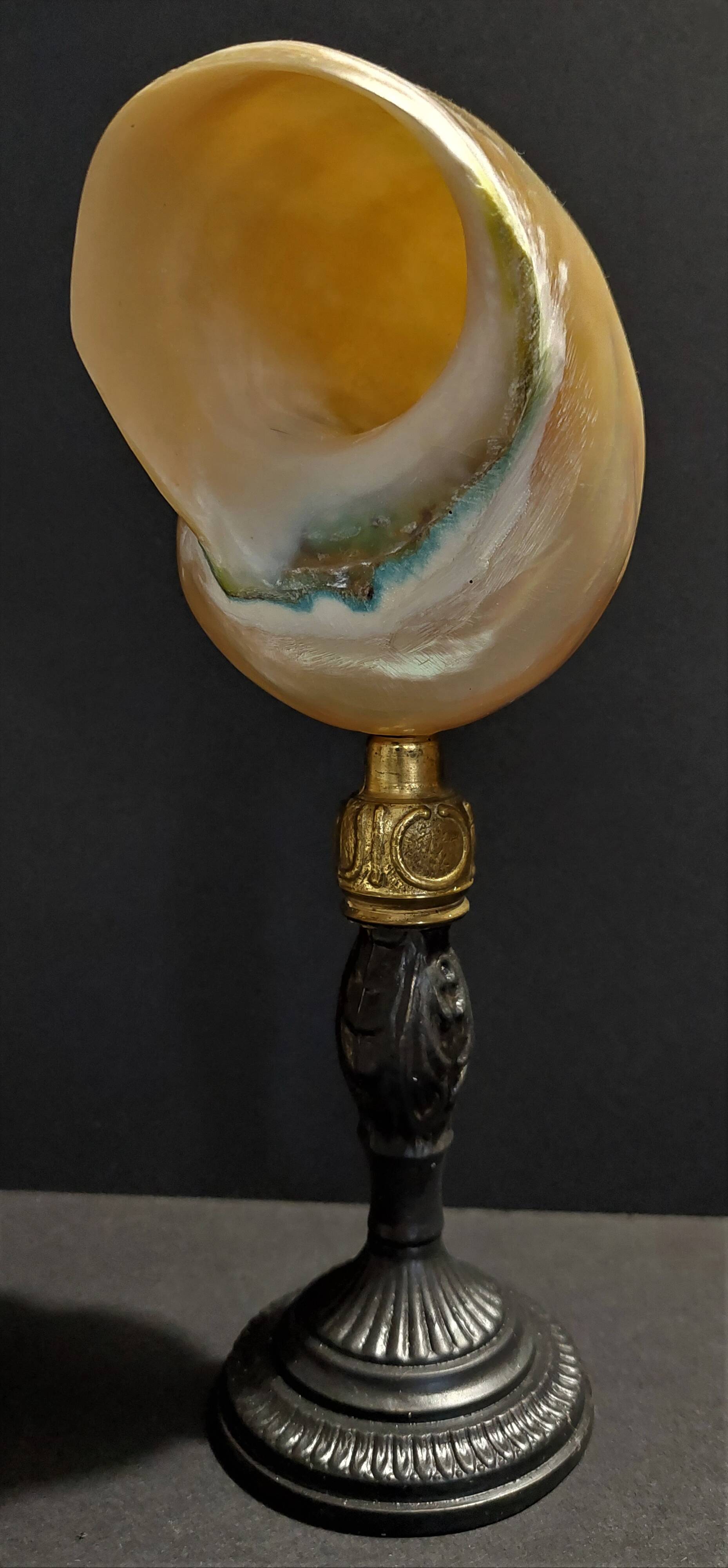 Cabinet of Curiosities pearly shell turbo imperialis on base