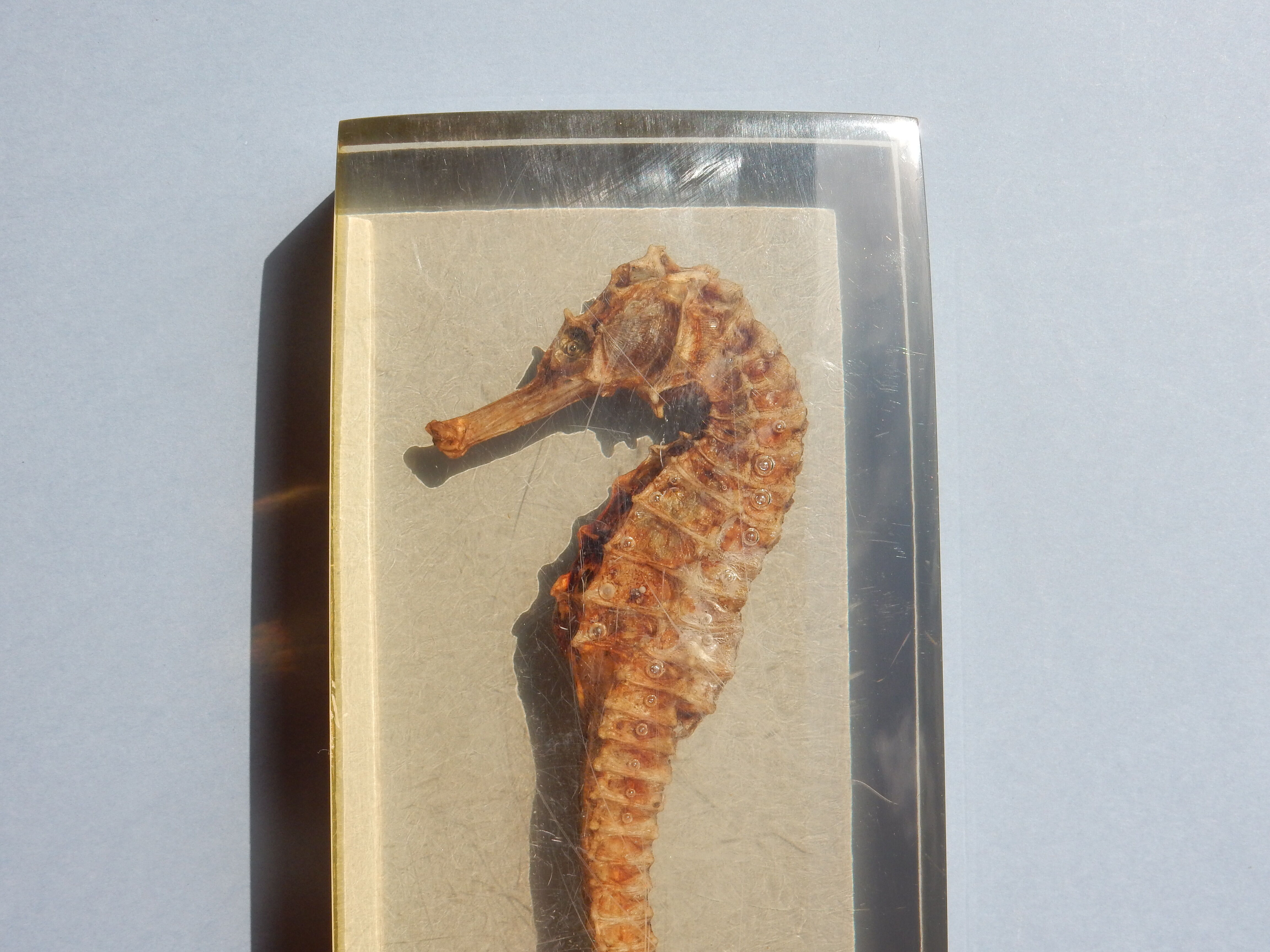 Hippocampus in taxidermy inclusion in resin block