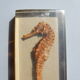 Hippocampus in taxidermy inclusion in resin block