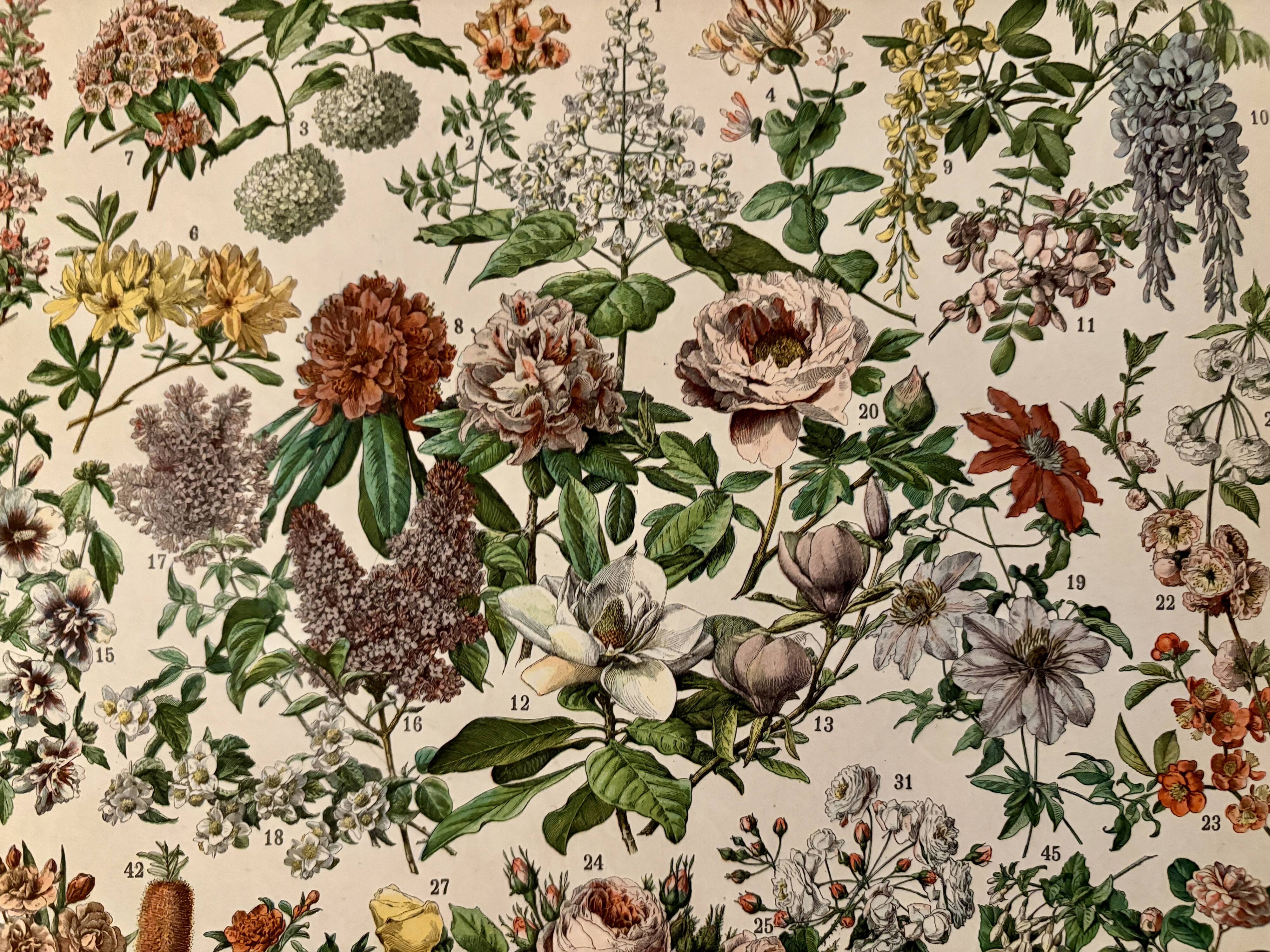 Lithographie sur les fleurs, catalpa, 1900