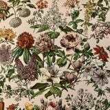 Lithograph of flowers (catalpa) – 1900