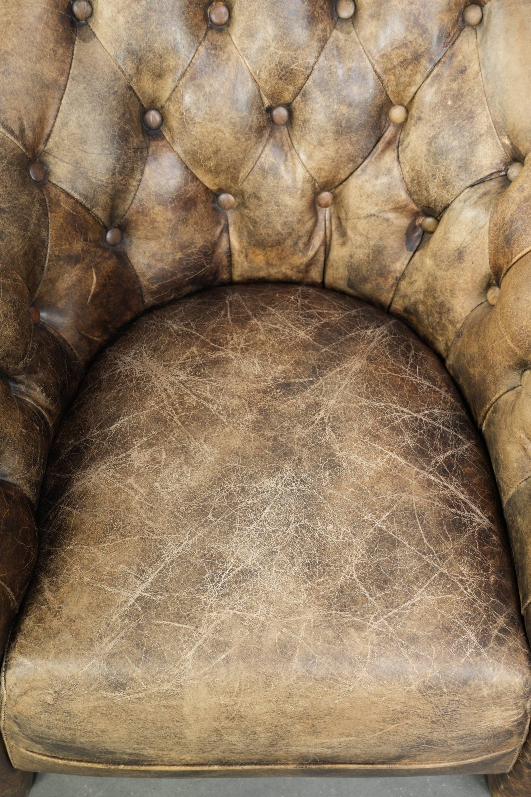 Unique cowhide Chesterfield club armchair with beautiful colour combination