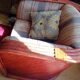 Red rattan and bamboo armchair, Maugrion salon