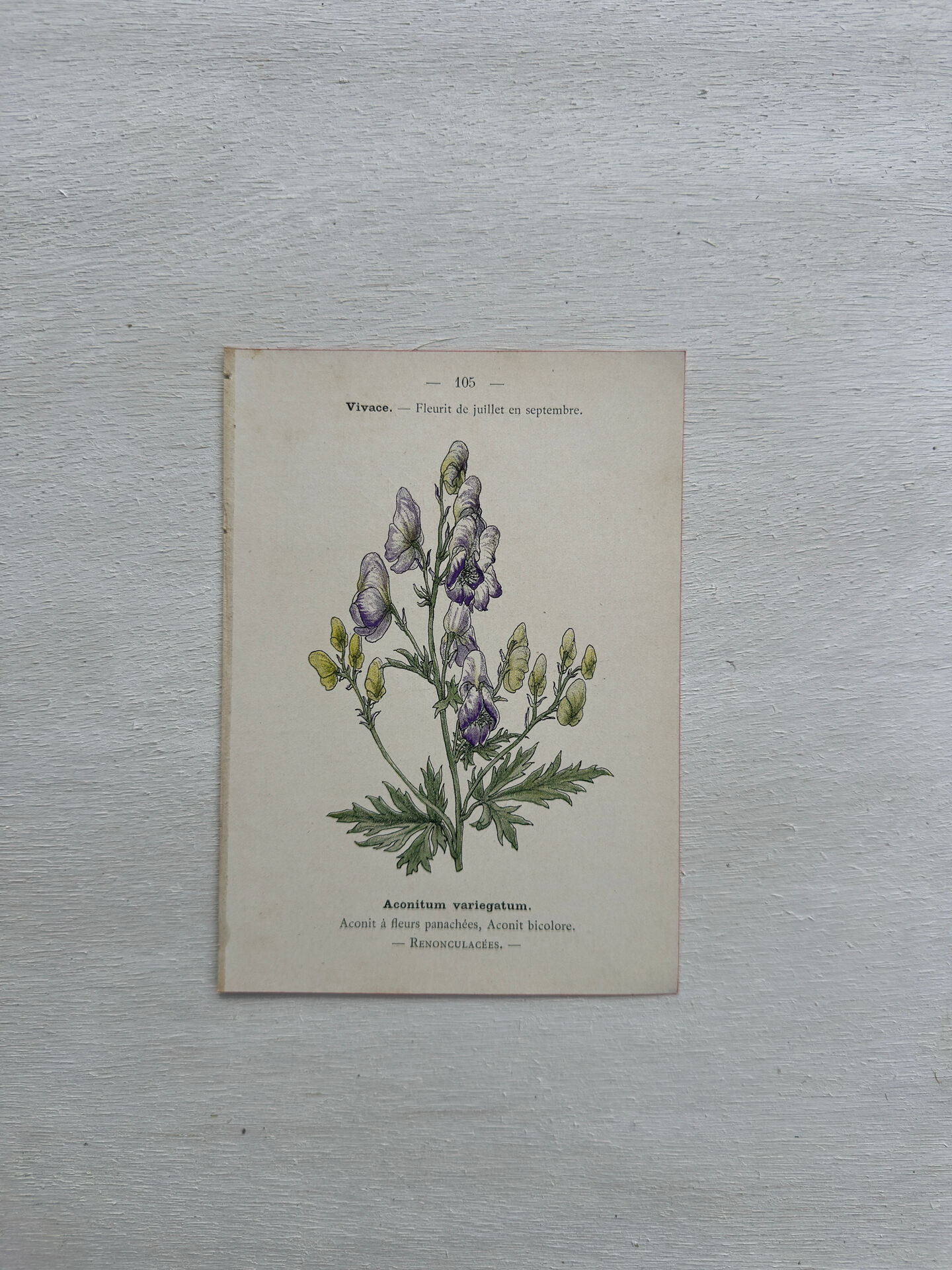 Botanical Plate 1800 Old Naturalist Engraving 19th Century Double-Sided