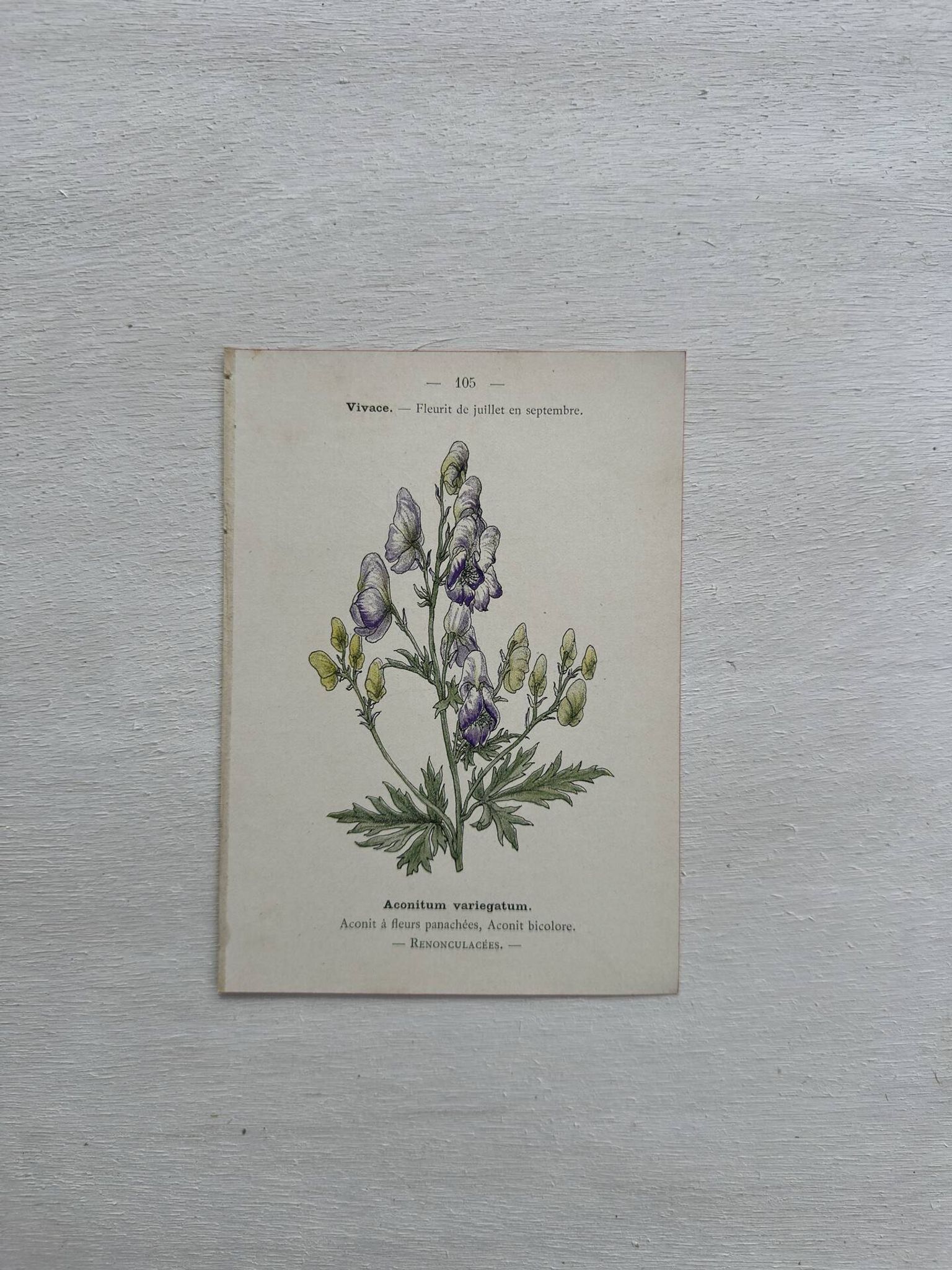 Botanical Plate 1800 Old Naturalist Engraving 19th Century Double-Sided