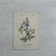 Botanical Plate 1800 Old Naturalist Engraving 19th Century Double-Sided