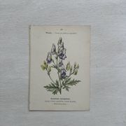Botanical Plate 1800 Old Naturalist Engraving 19th Century Double-Sided