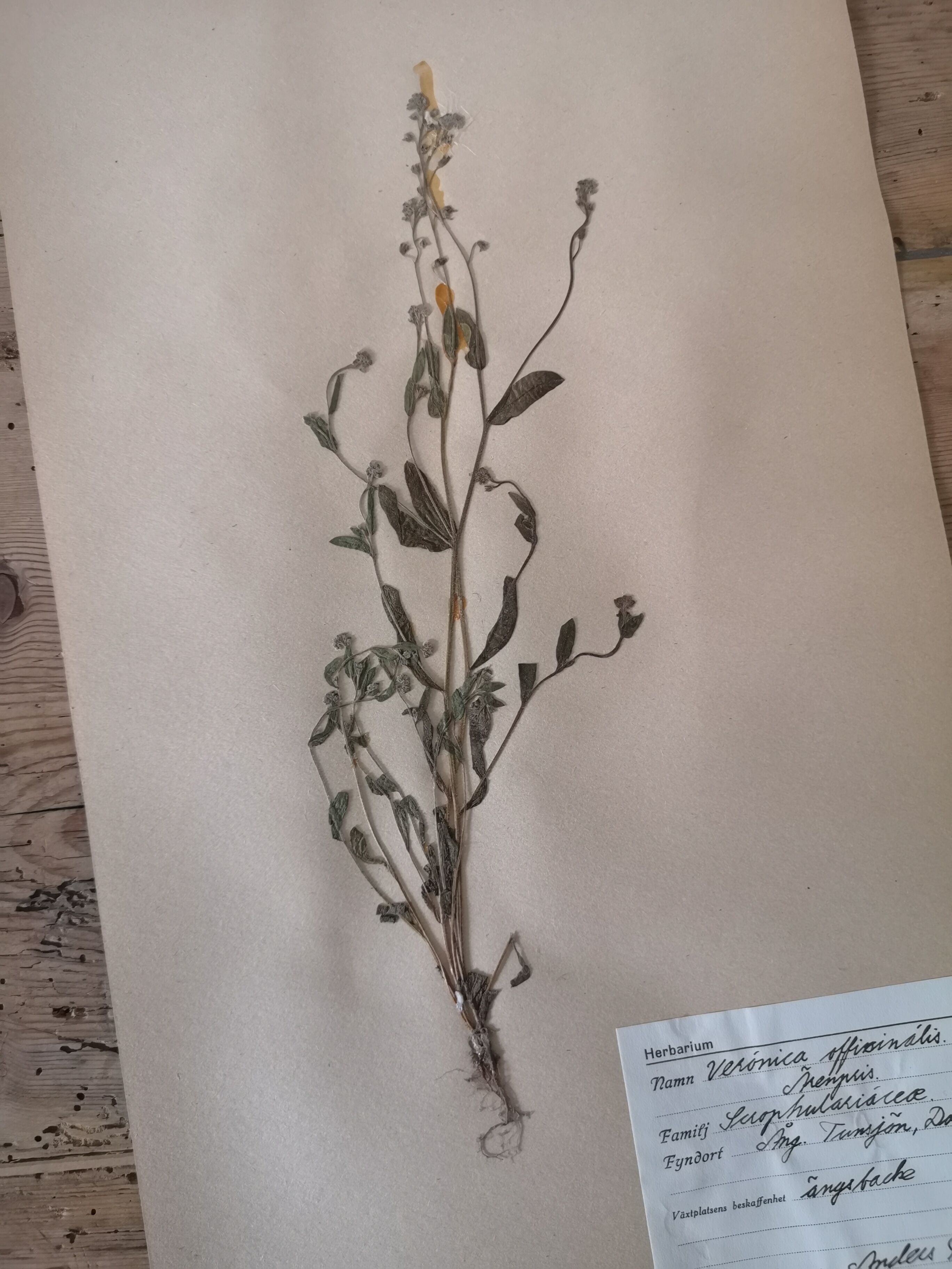 Anders's herbarium - ancient Swedish herbarium boards