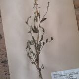 Anders's herbarium - ancient Swedish herbarium boards