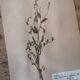 Anders's herbarium - ancient Swedish herbarium boards