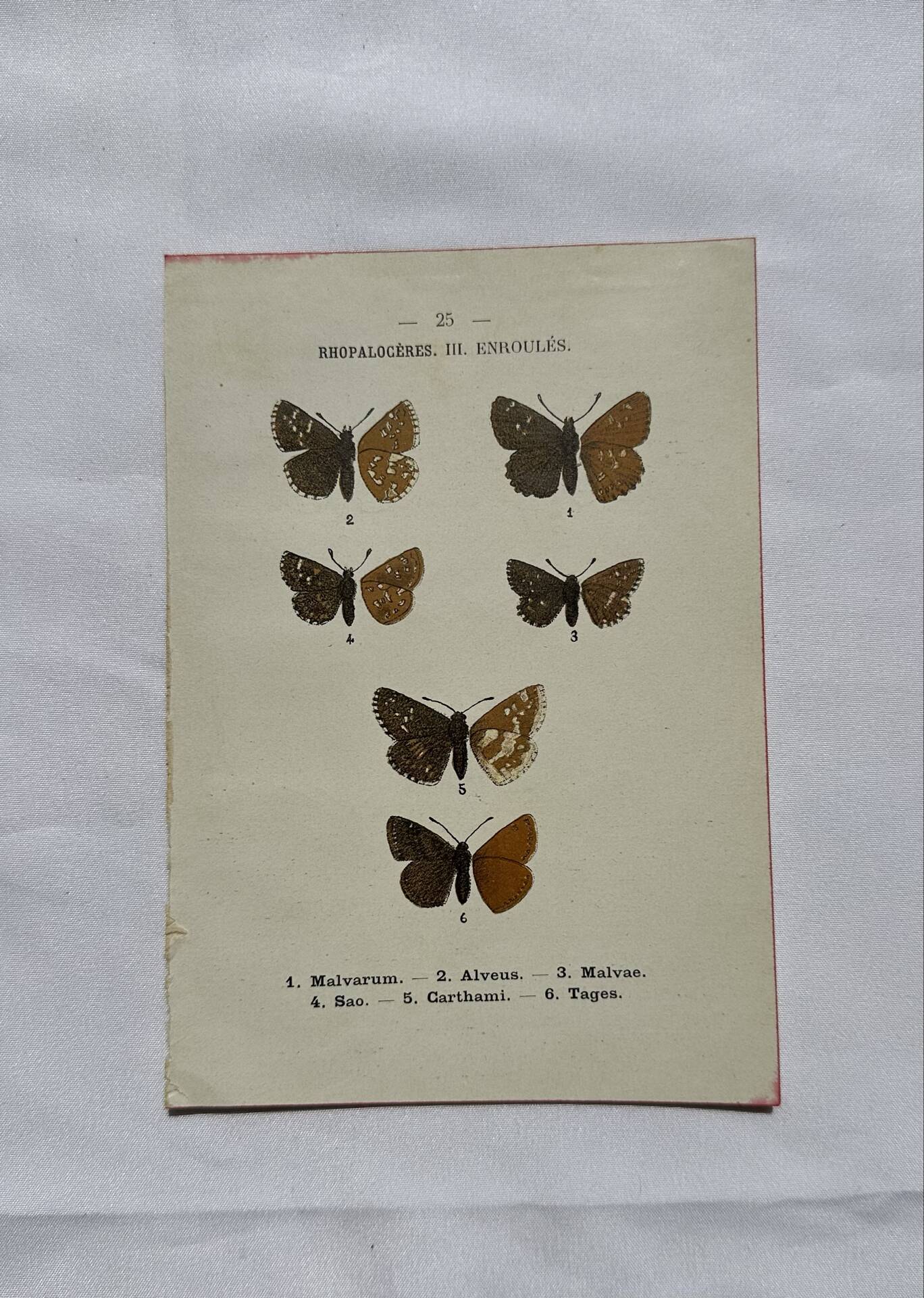 Botanical engraving double-sided butterflies naturalist plate etching