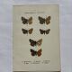 Botanical engraving double-sided butterflies naturalist plate etching