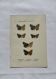 Botanical engraving double-sided butterflies naturalist plate etching