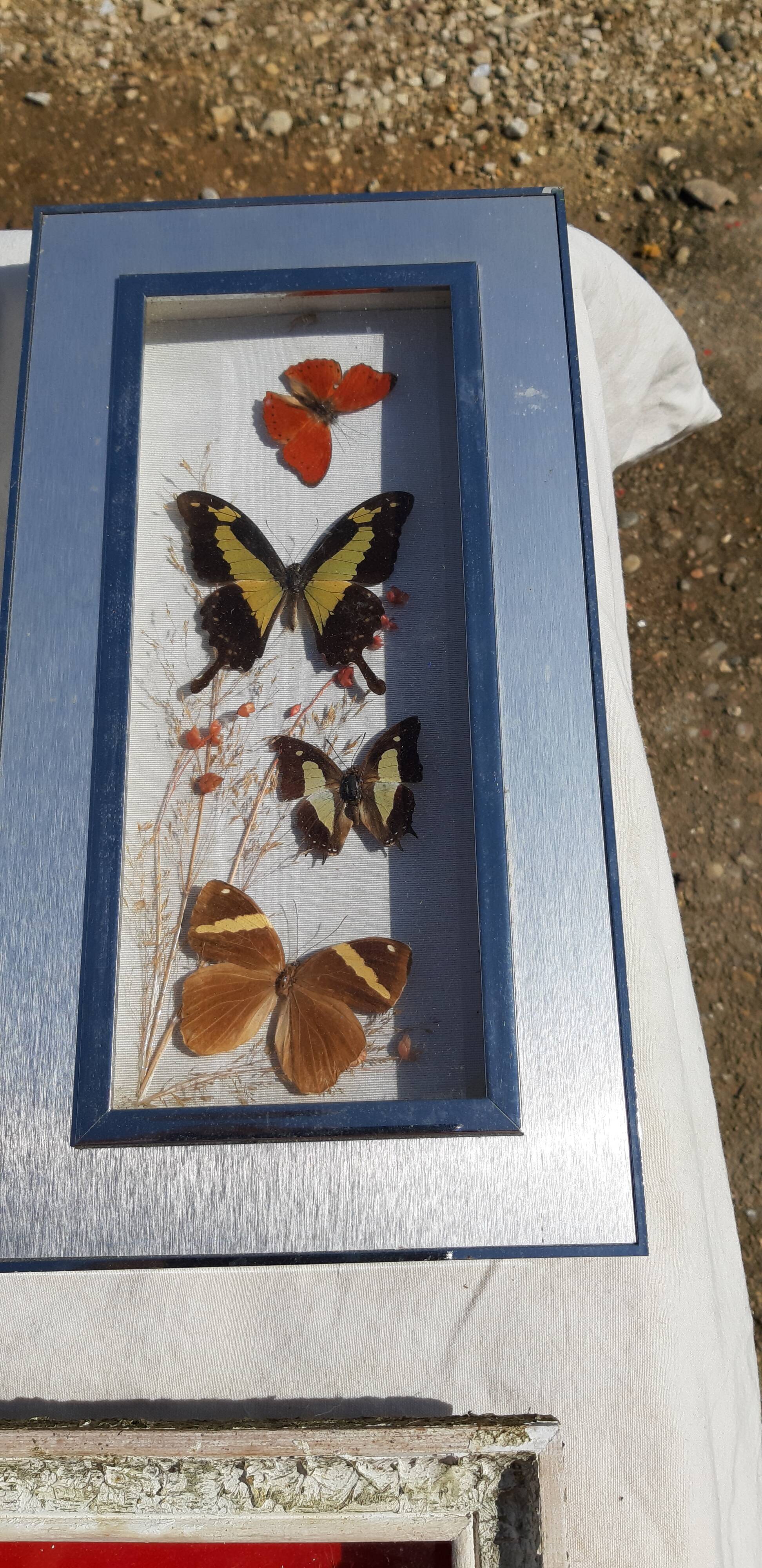 Set of 45 Naturalized Butterflies