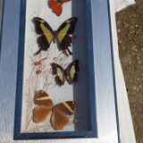 Set of 45 Naturalized Butterflies