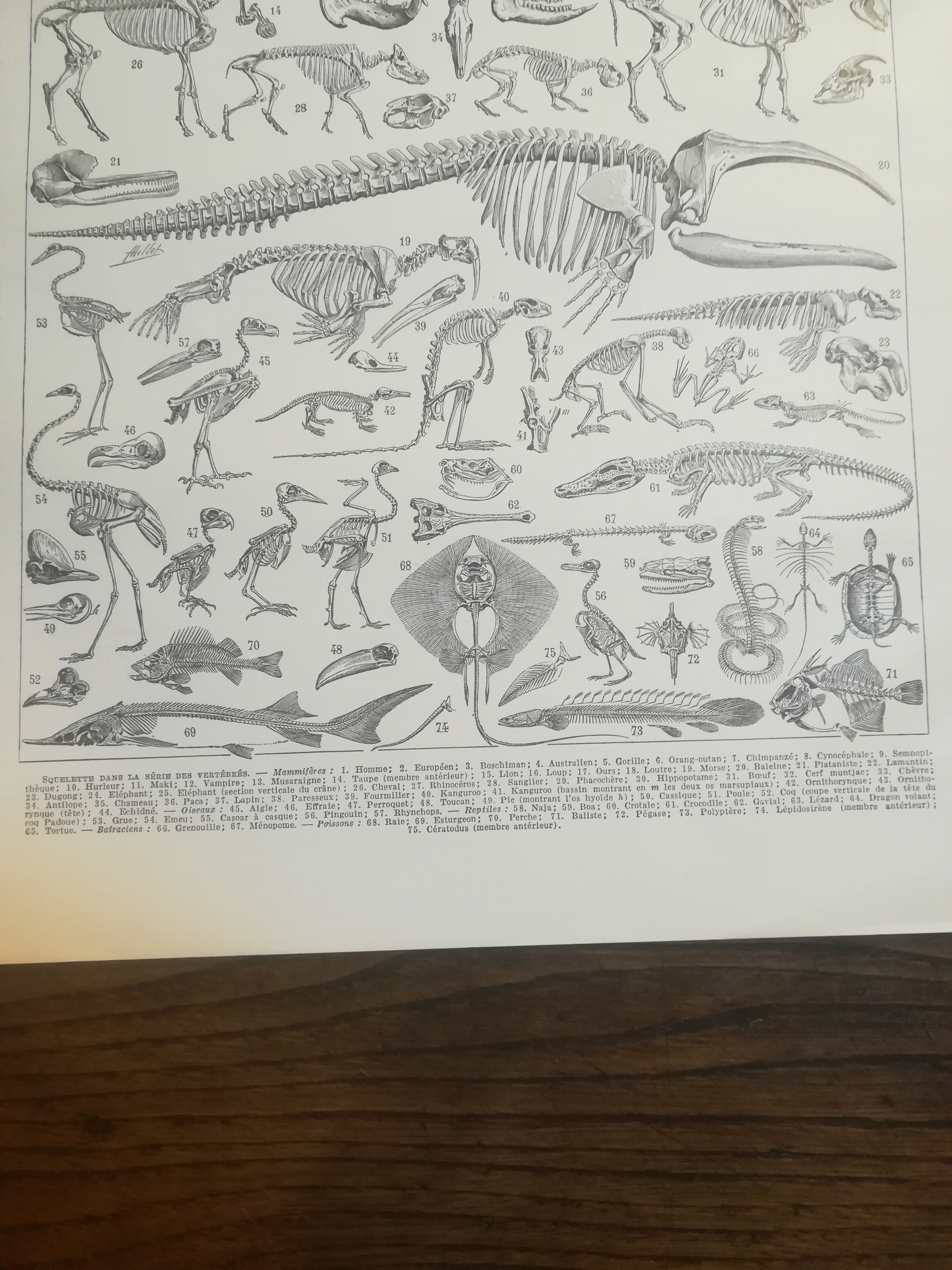 Lithographie sur les squelettes de 1928