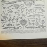 Lithographie sur les squelettes de 1928