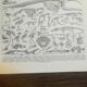 Lithographie sur les squelettes de 1928