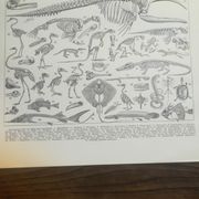 Lithographie sur les squelettes de 1928
