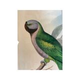 John Gould: Derby Parakeet Color Lithograph: Psittacula