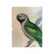 John Gould: Derby Parakeet Color Lithograph: Psittacula