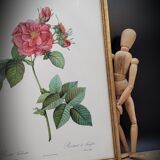 Lithograph Rosier Frankfurt