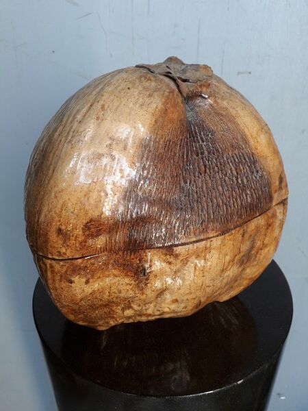 Seau à glaçon noix de coco vintage 1960