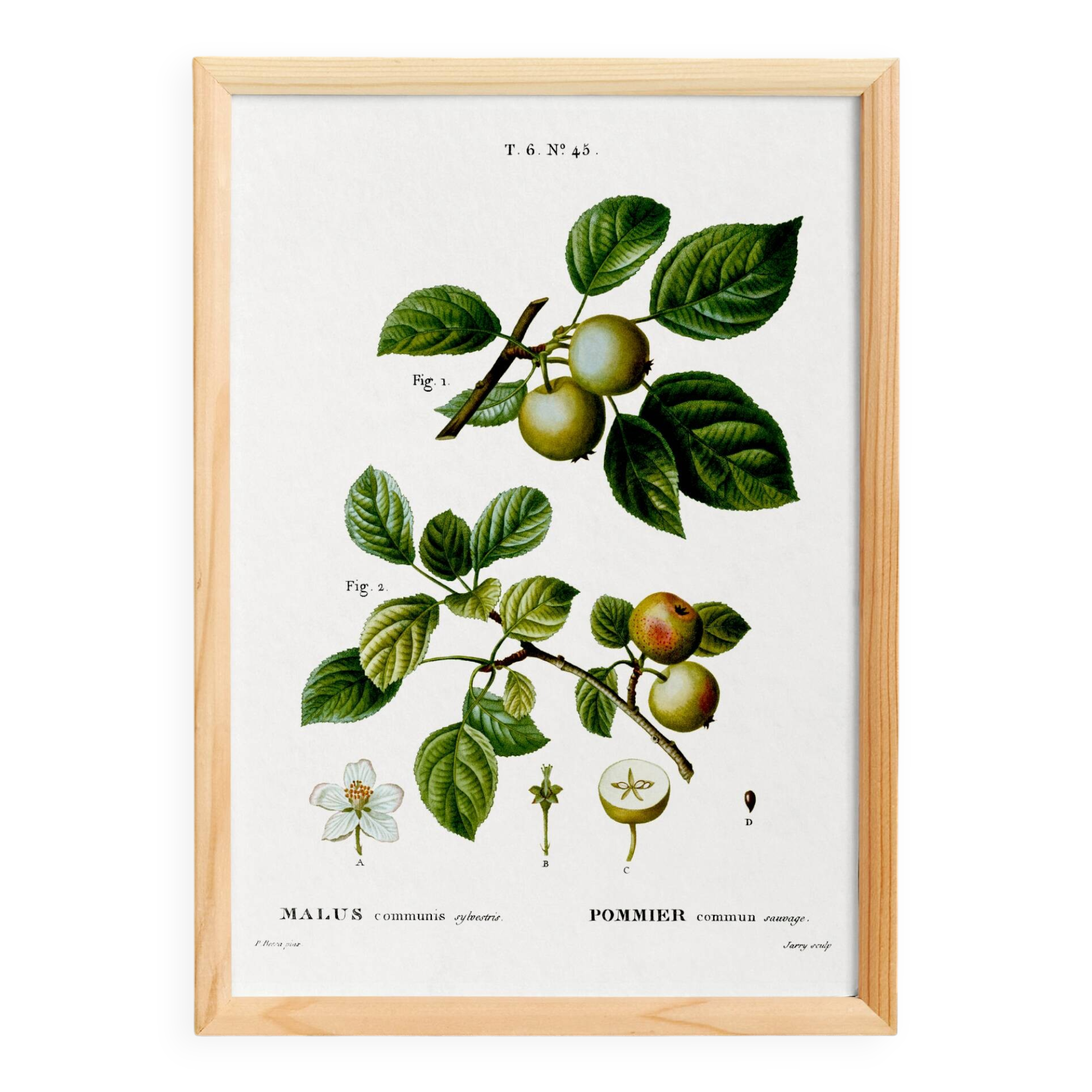 Poster about the wild apple tree, based on an old engraving from 1802