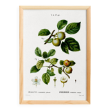 Poster about the wild apple tree, based on an old engraving from 1802