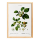 Poster about the wild apple tree, based on an old engraving from 1802